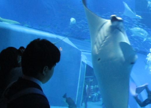 修学旅行　＜美ら海水族館見学＞