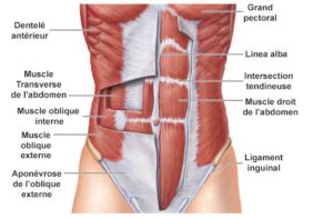 muscles abdominaux