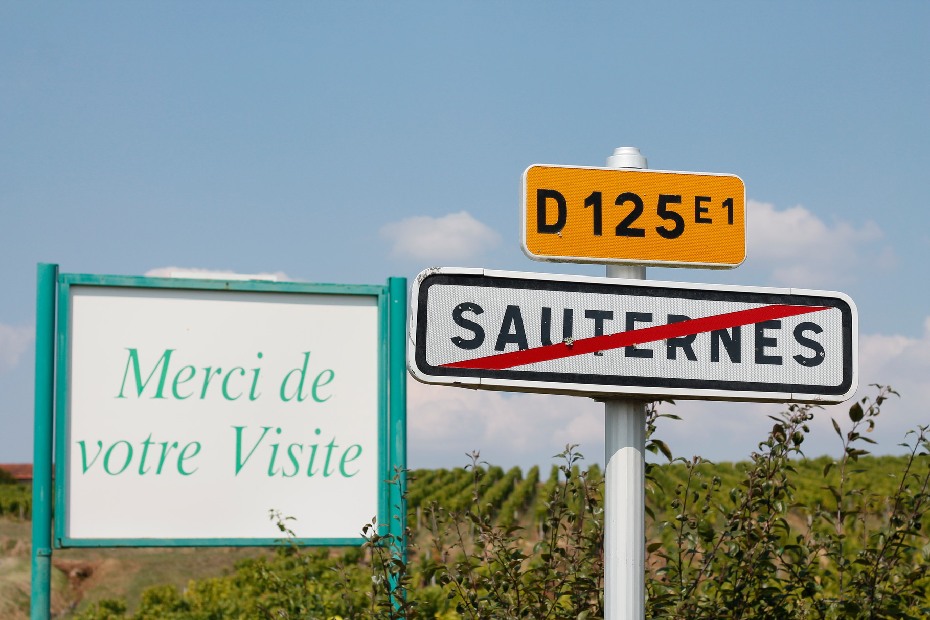 Sauternes Vineyard Photo3