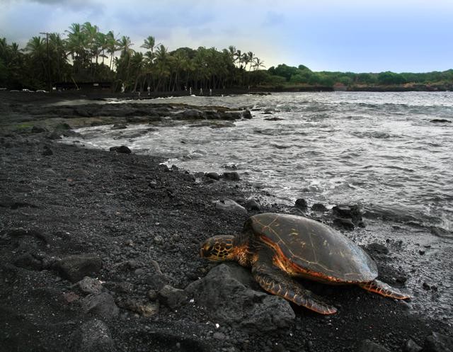 Punalu’u Beach