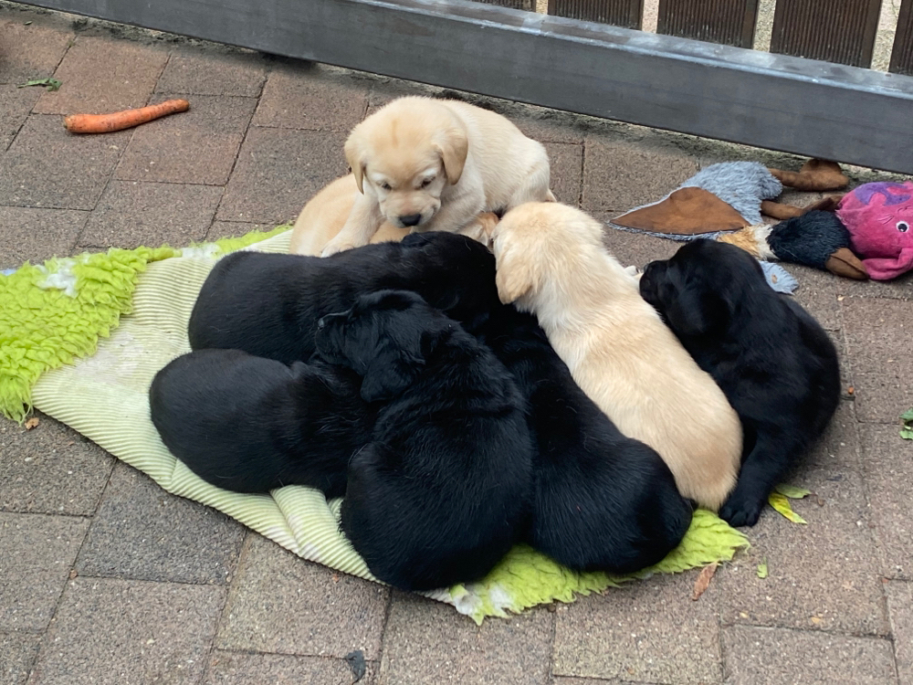Alle Welpen haben ihre Familie gefunden!❤️🐾 wir wünschen ganz viel Spaß mit den kleinen Mäusen...