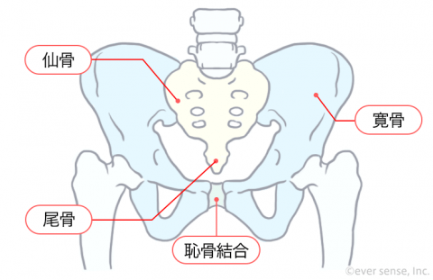 骨盤の形成