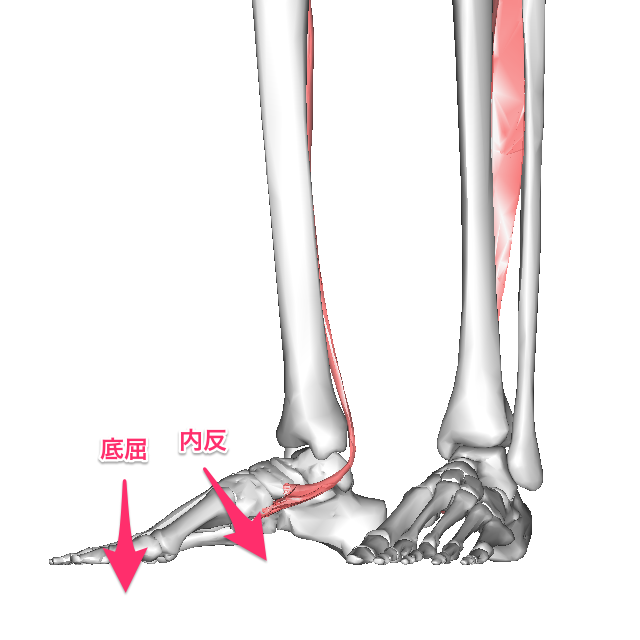 後脛骨筋