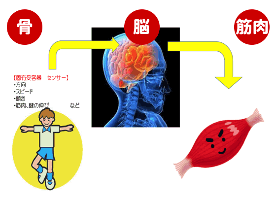 身体のバランス