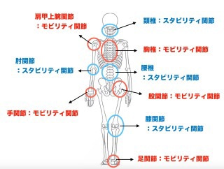 関節の役割イラスト