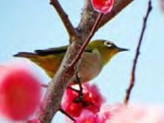 メジロのさえずり時期を調べよう 日本野鳥の会栃木県支部 メジロのさえずり時期を調べよう 日本野鳥の会栃木県支部