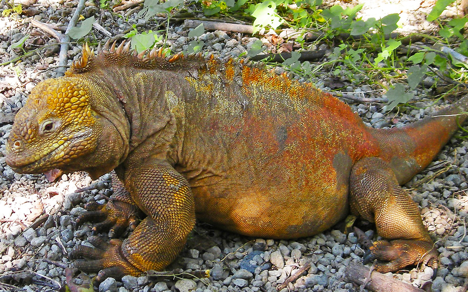 19 01 17 ガラパゴス諸島サンチャゴ島にリクイグアナを再導入 Art Logic Travel 旅を考えるweb 19 01 17 ガラパゴス諸島サンチャゴ島にリクイグアナを再導入 Art Logic Travel 旅を考えるweb