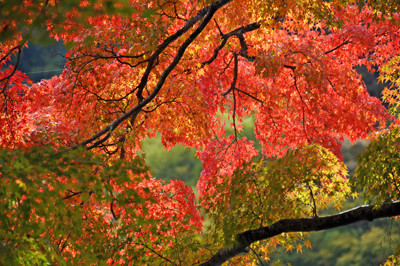 緑葉、黄葉、紅葉、折り重なるイチョウの枝