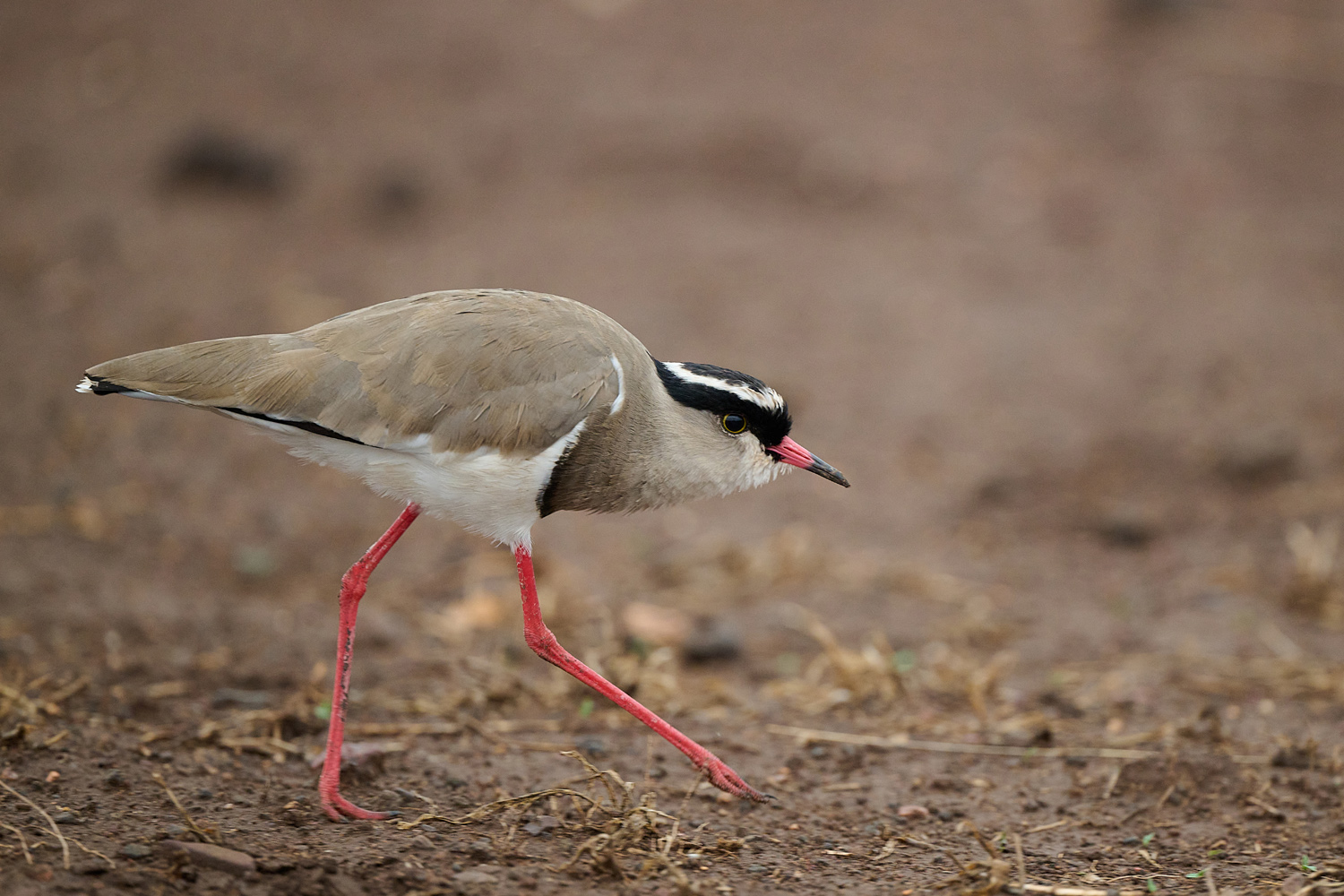 KRONENKIEBITZ – CROWNED LAPWING