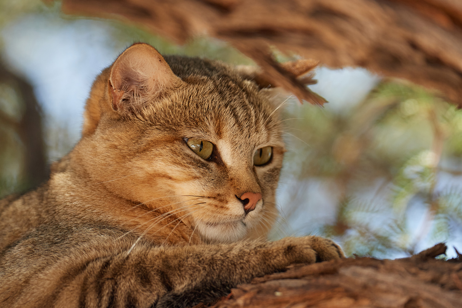 AFRIKANISCHE WILDKATZE – AFRICAN WILDCAT