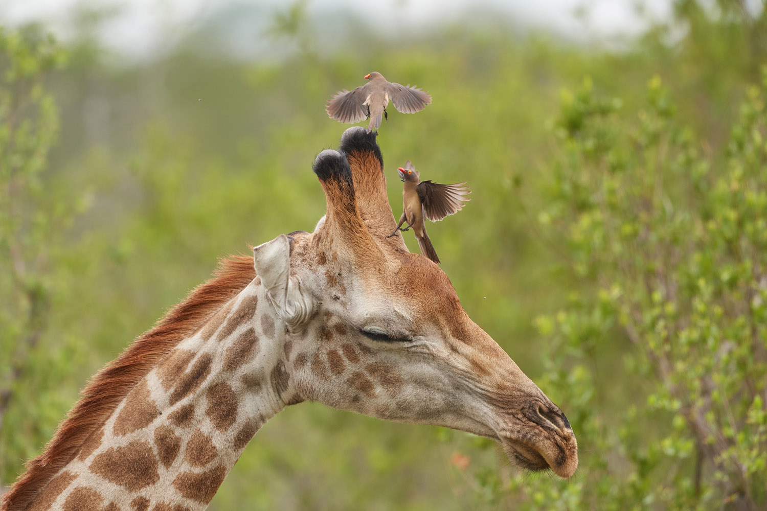 GIRAFFE/ROTSCHNABELMADENHACKER - GIRAFFE/RED-BILLED OXPECKER