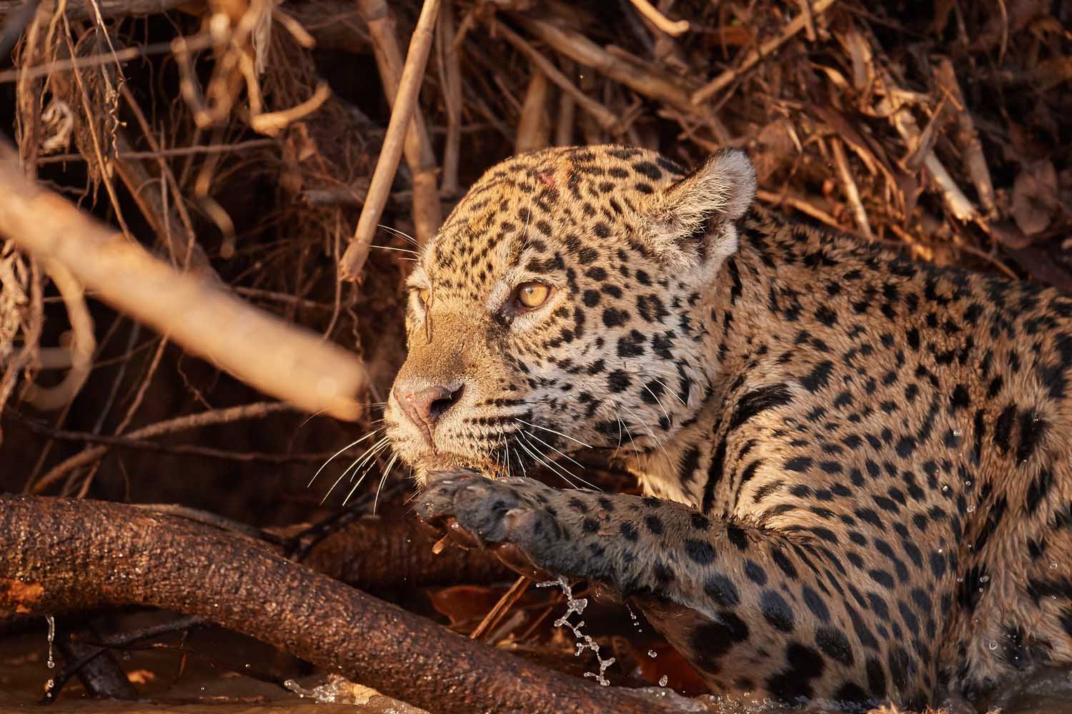 JAGUAR