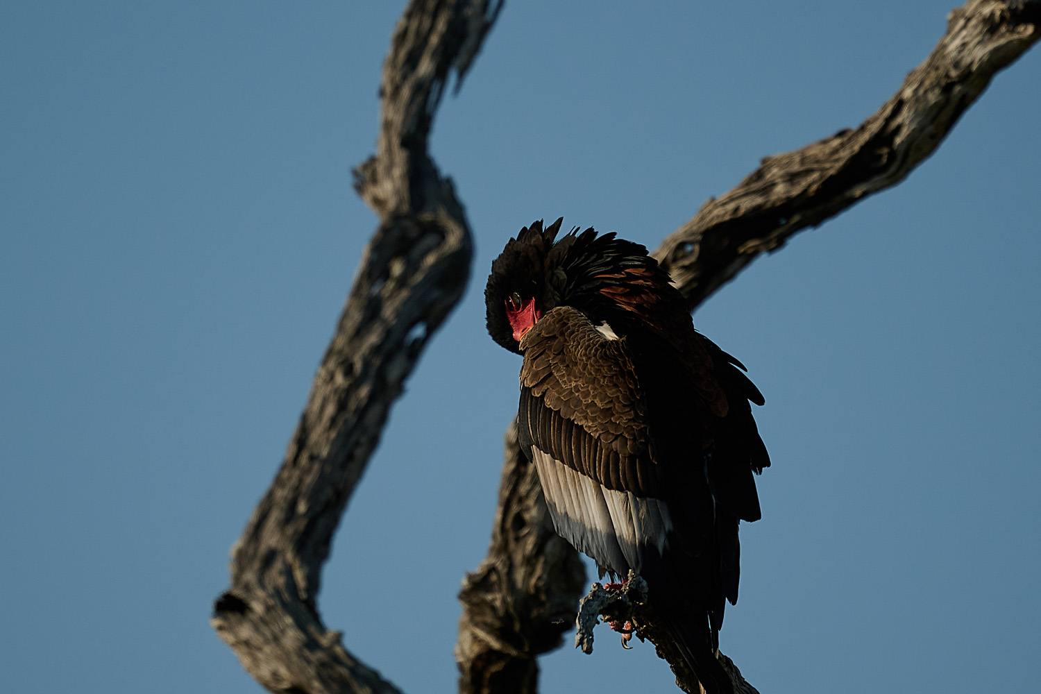 GAUKLER – BATELEUR