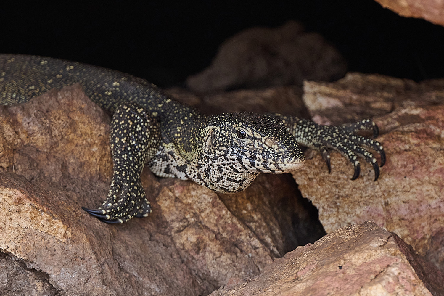 WASSERWARAN - WATER MONITOR