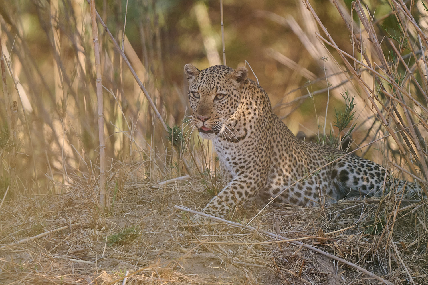 LEOPARD