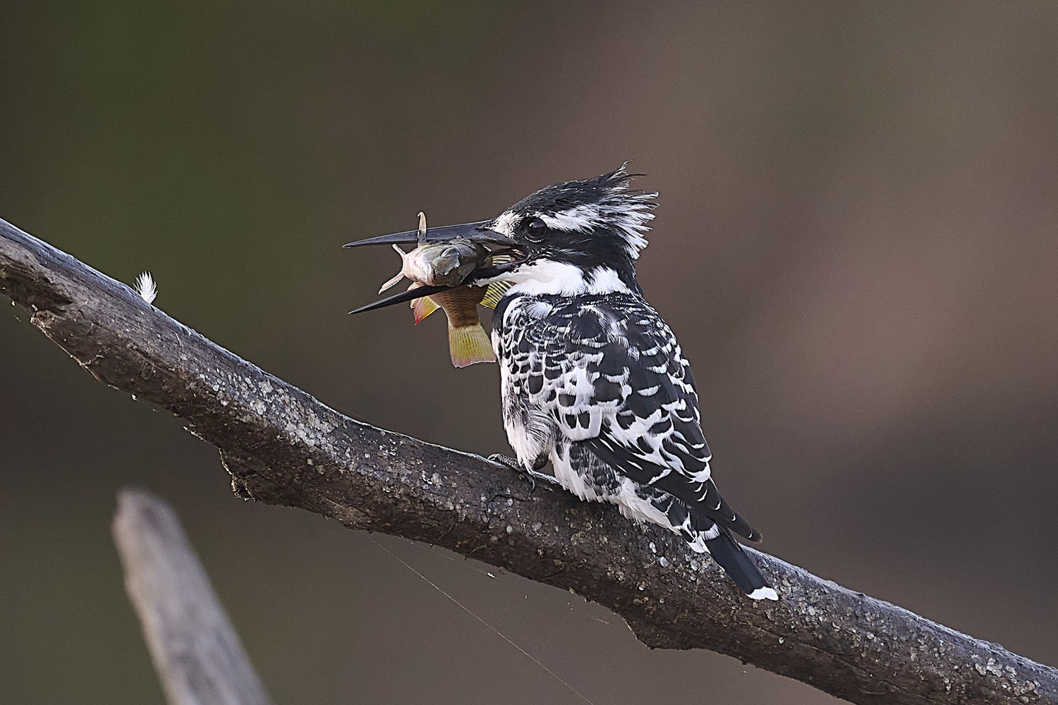 GRAUFISCHER - PIED KINGFISHER