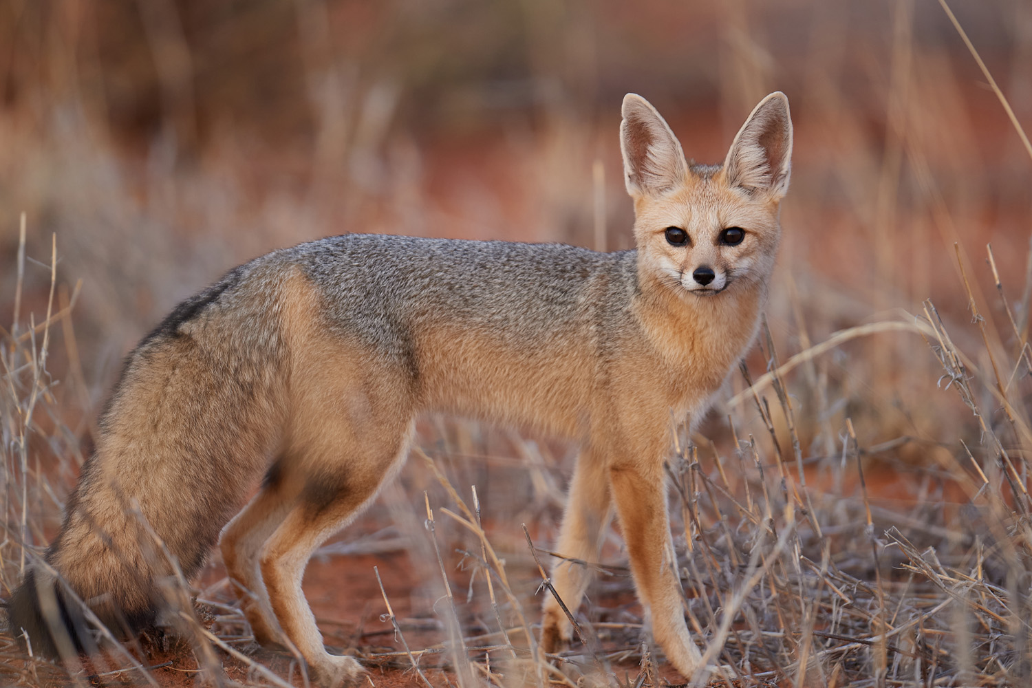 KAPFUCHS – CAPE FOX