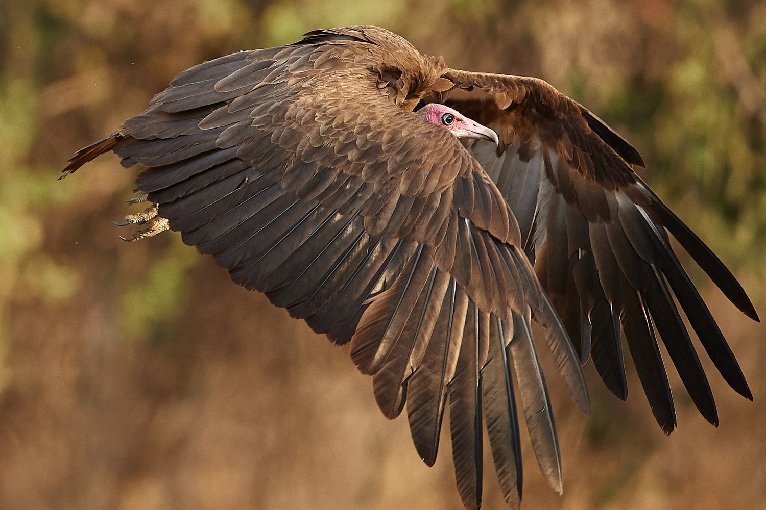 KAPPENGEIER – HOODED VULTURE