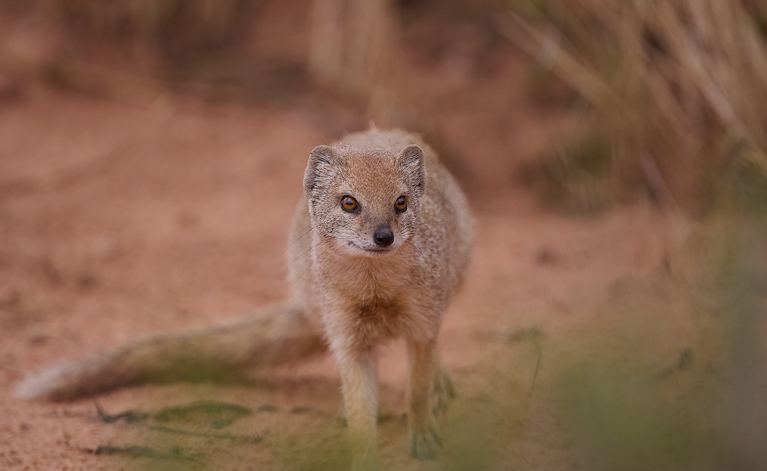 FUCHSMANGUSTE – YELLOW MONGOOSE
