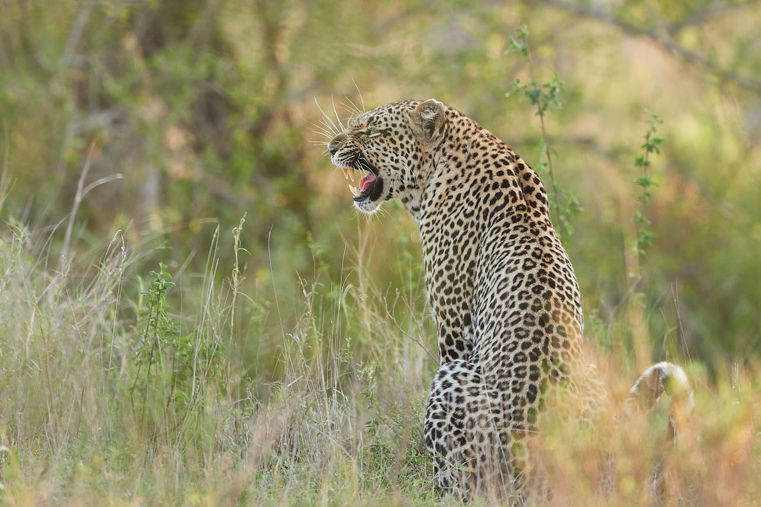 LEOPARD