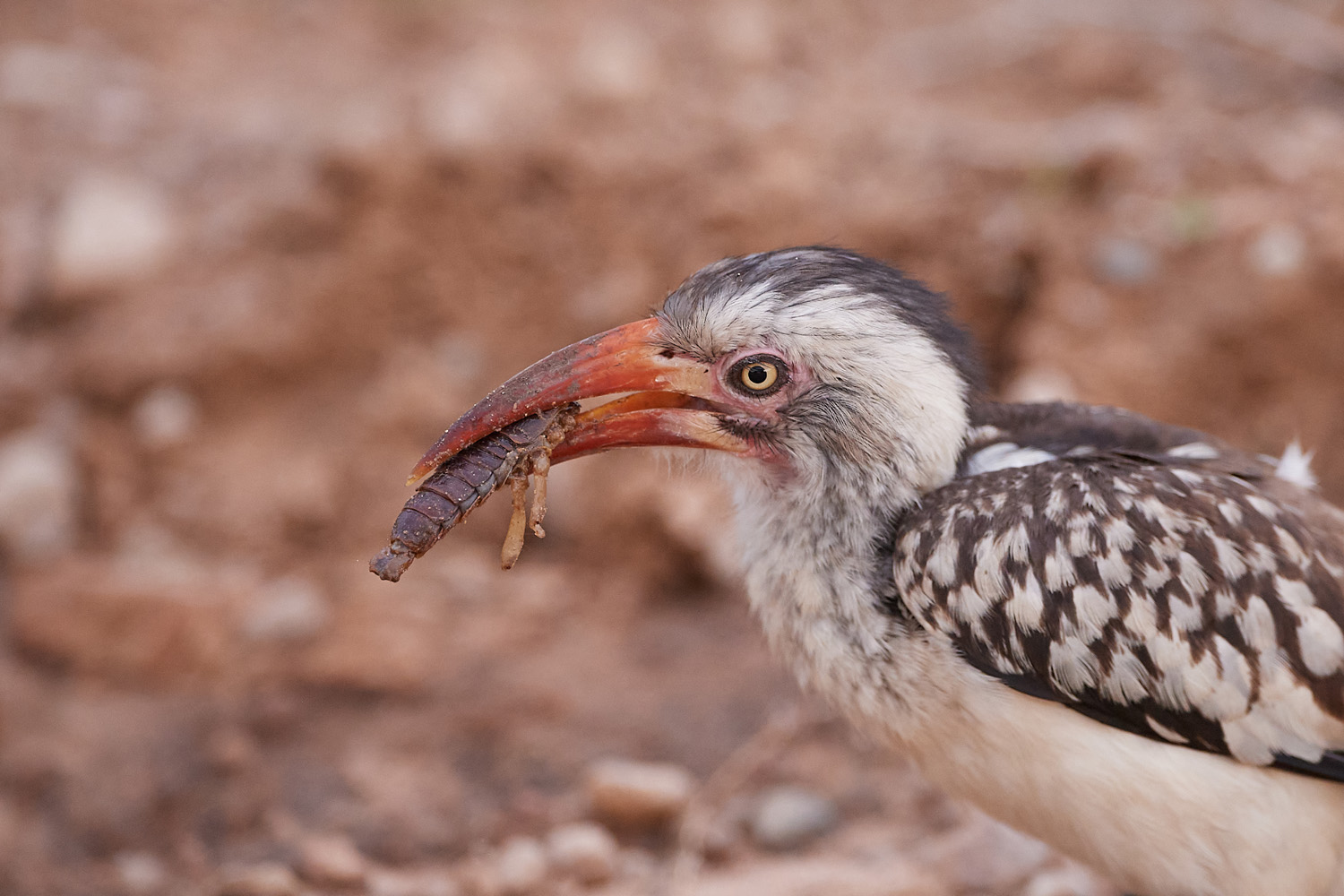 ROTSCHNABELTOKO - RED-BILLED HORNBILL