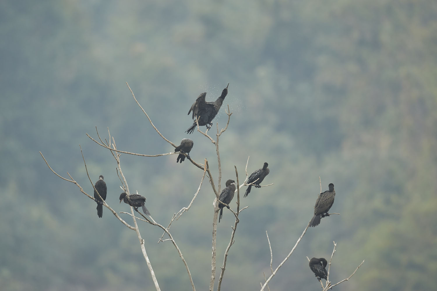 MOHRENSCHARBE - LITTLE CORMORANT