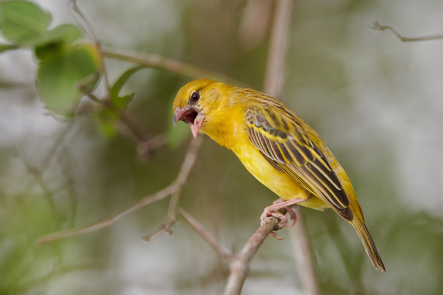 JACKSONWEBER – EASTERN GOLDEN-BACKED WEAVER