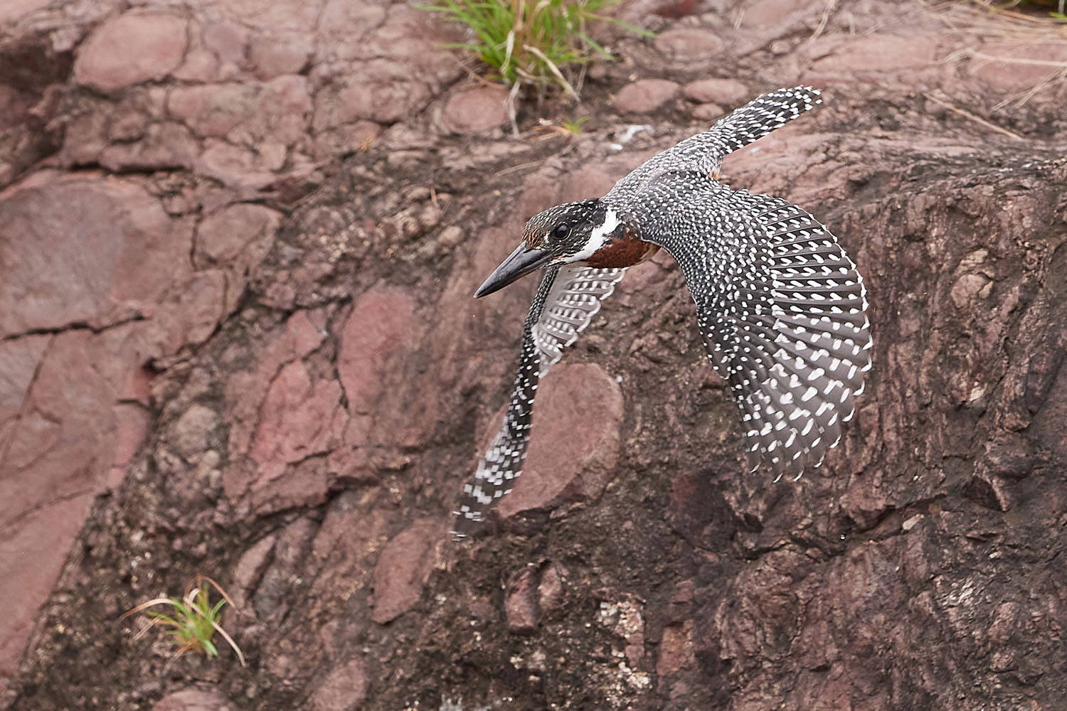 RIESENFISCHER - GIANT KINGFISHER