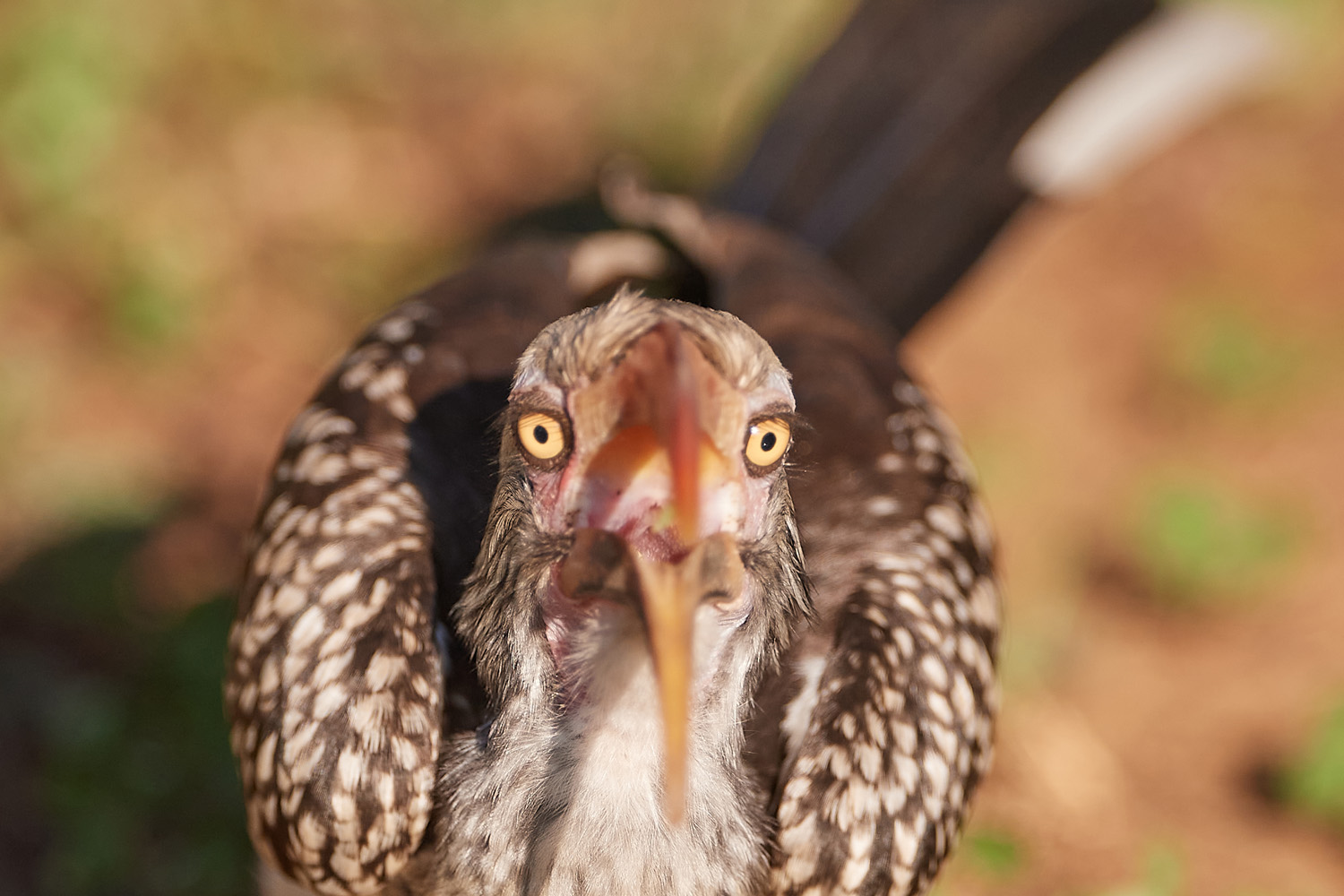 ROTSCHNABELTOKO - RED-BILLED HORNBILL