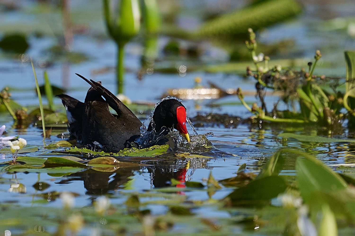 TEICHHUHN – COMMON MOORHEN