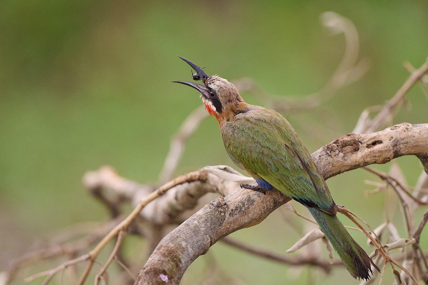 WEISSSTIRNSPINT - WHITE-FRONTED BEE-EATER