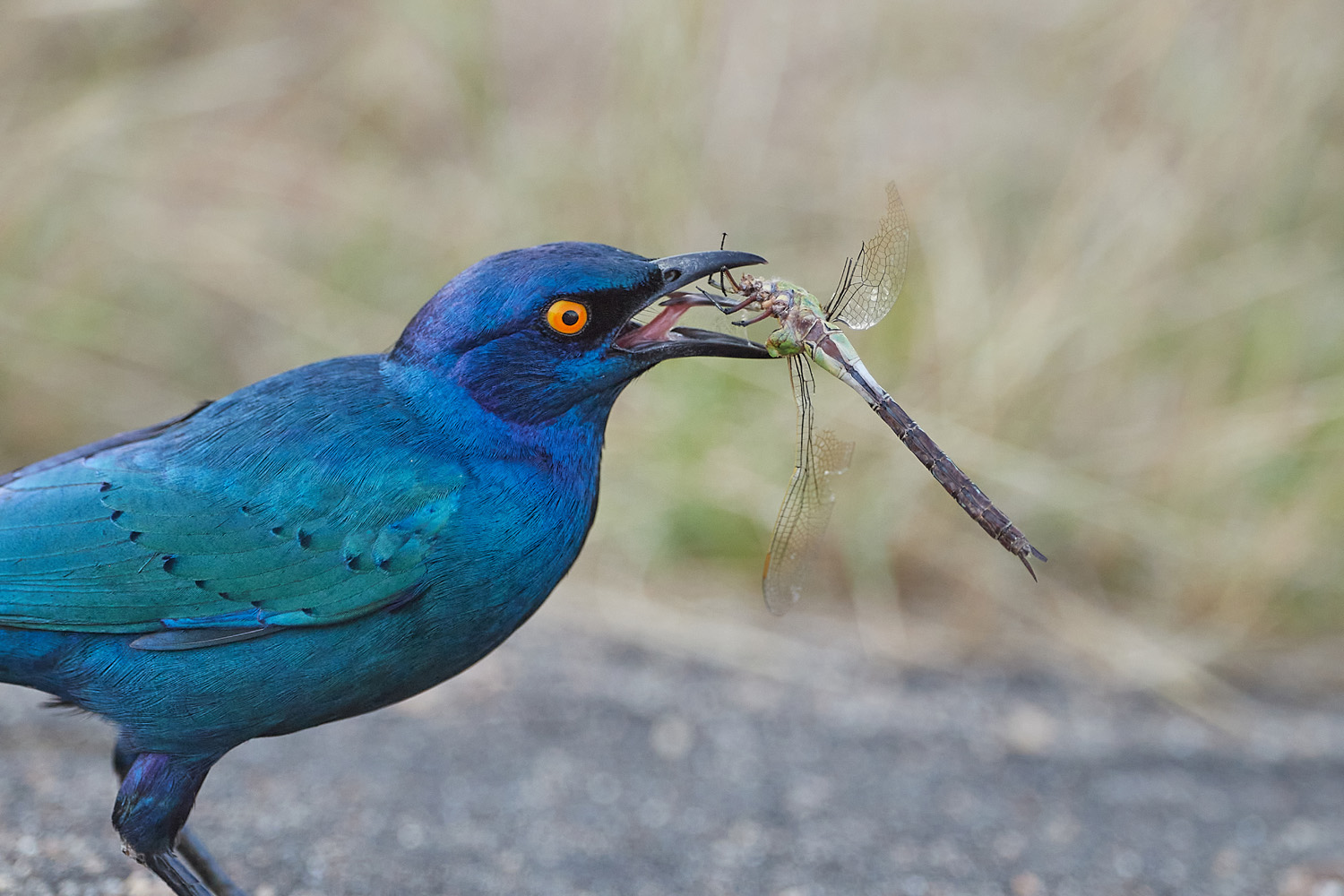 GLANZSTAR - GLOSSY STARLING