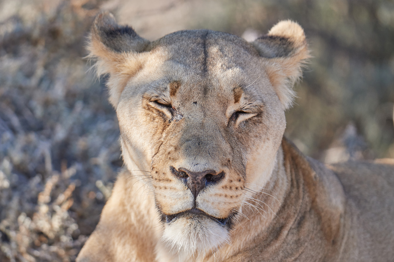 LÖWE - LION