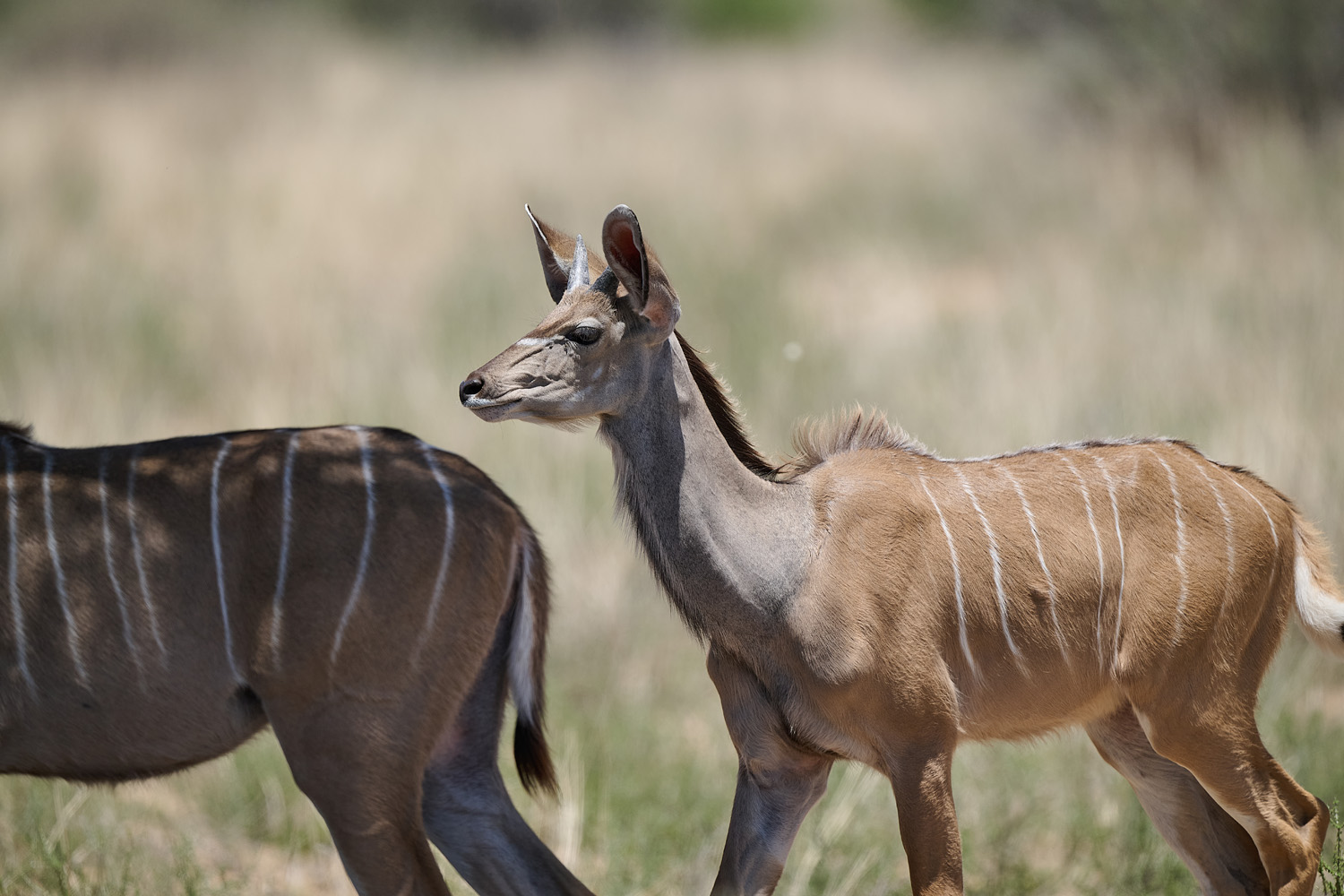 KUDU