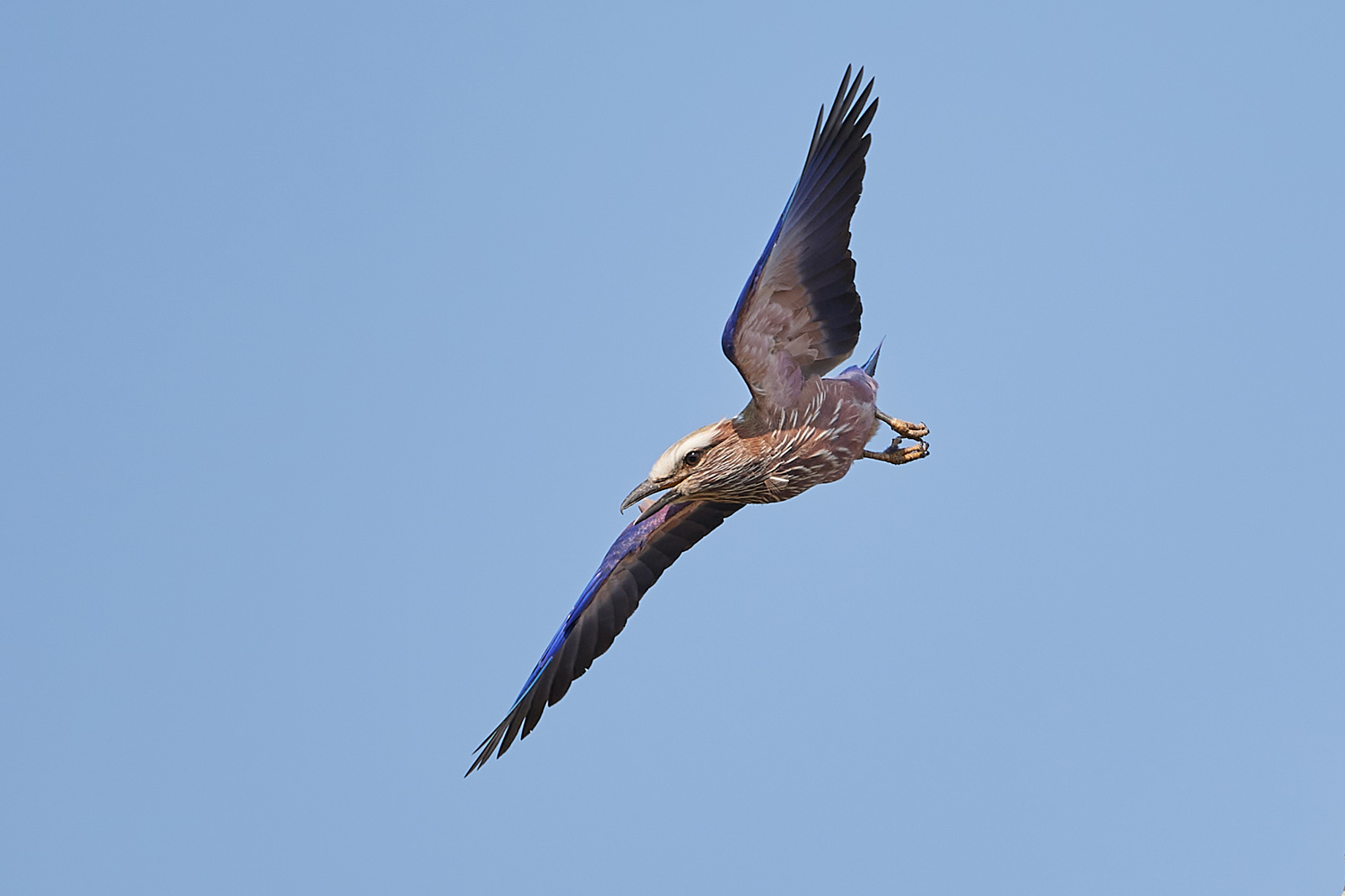 STRICHELRACKE - PURPLE ROLLER