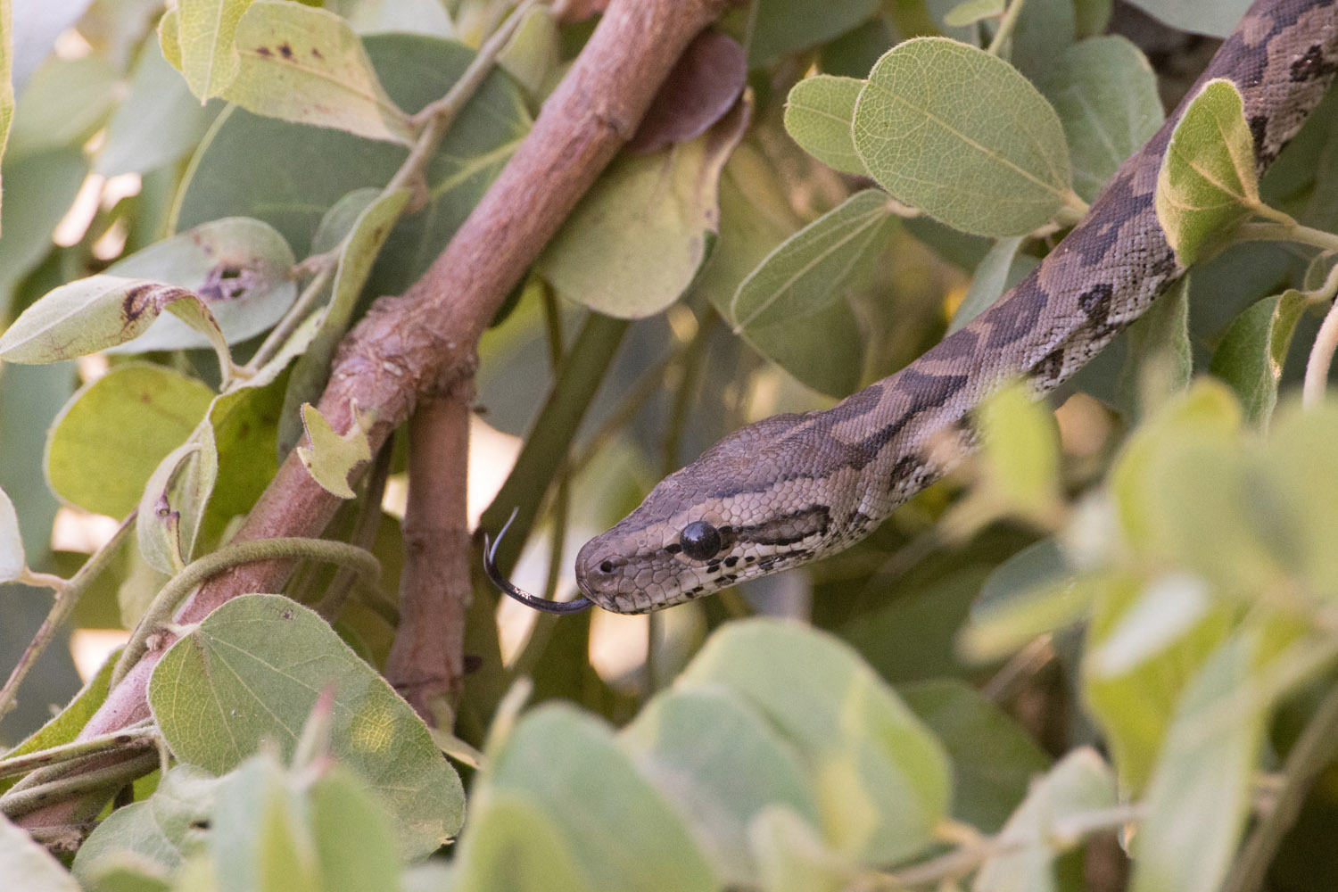 NÖRDLICHER FELSENPYTHON - AFRICAN ROCK PYTHON