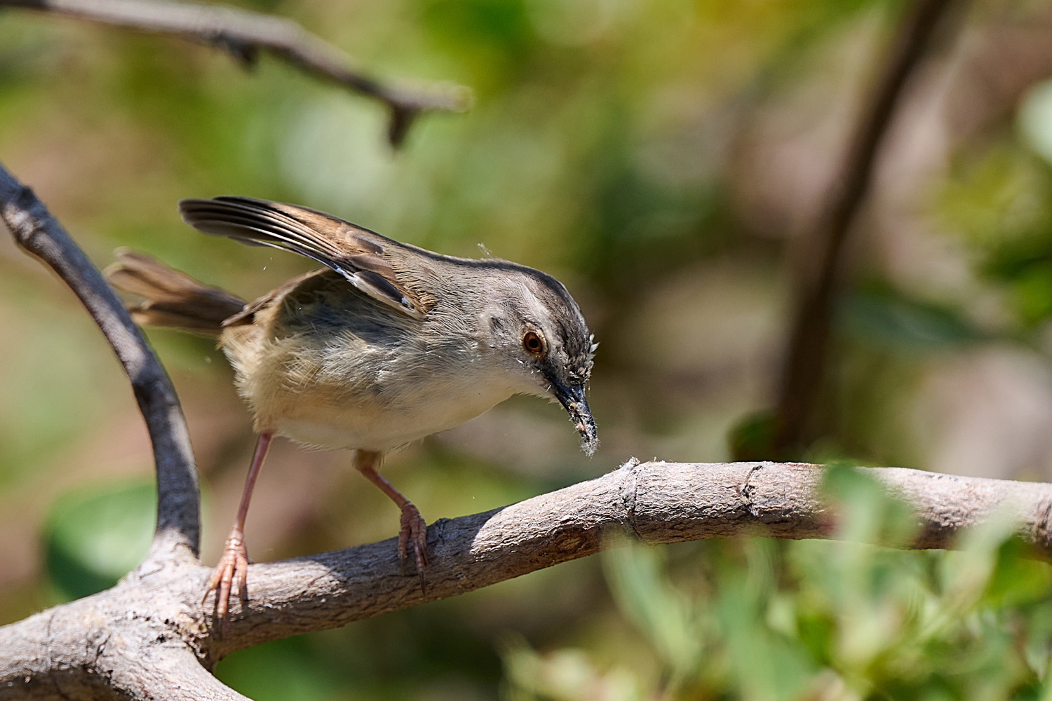 RAHMBRUSTPRINIE – TAWNY-FLANKED PRINIA
