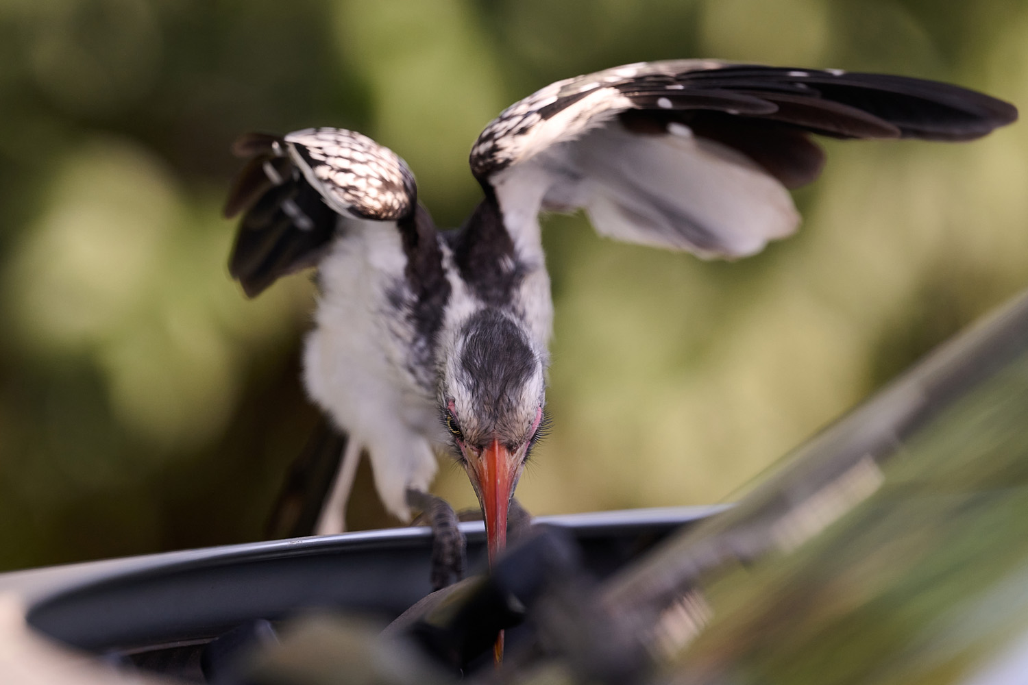 ROTSCHNABELTOKO - RED-BILLED HORNBILL
