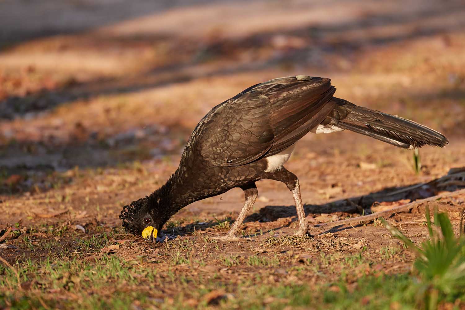 NACKTGESICHTHOKKO – BARE-FACED CURASSOW
