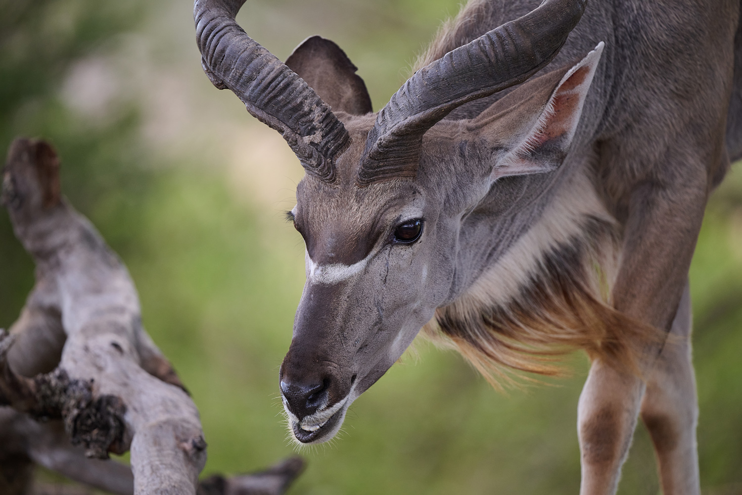 KUDU