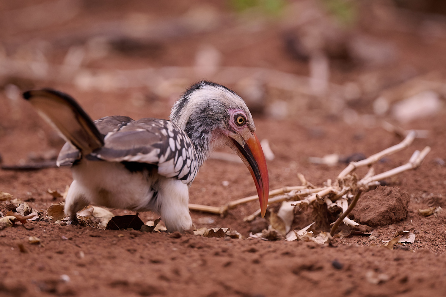 ROTSCHNABELTOKO - RED-BILLED HORNBILL