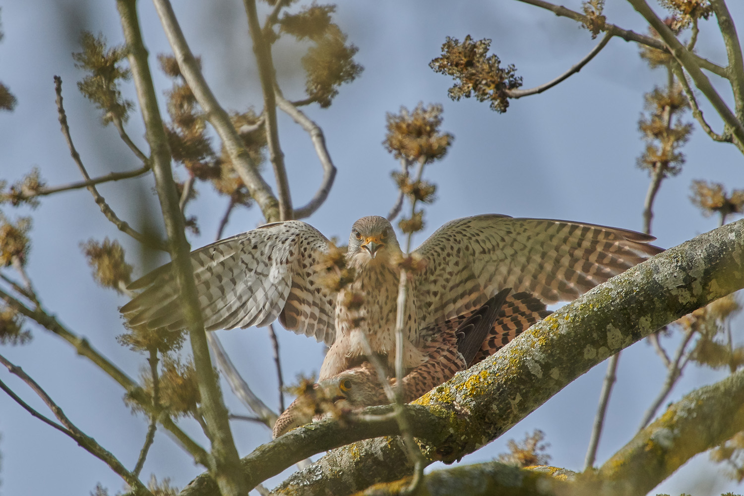 TURMFALKE - KESTREL