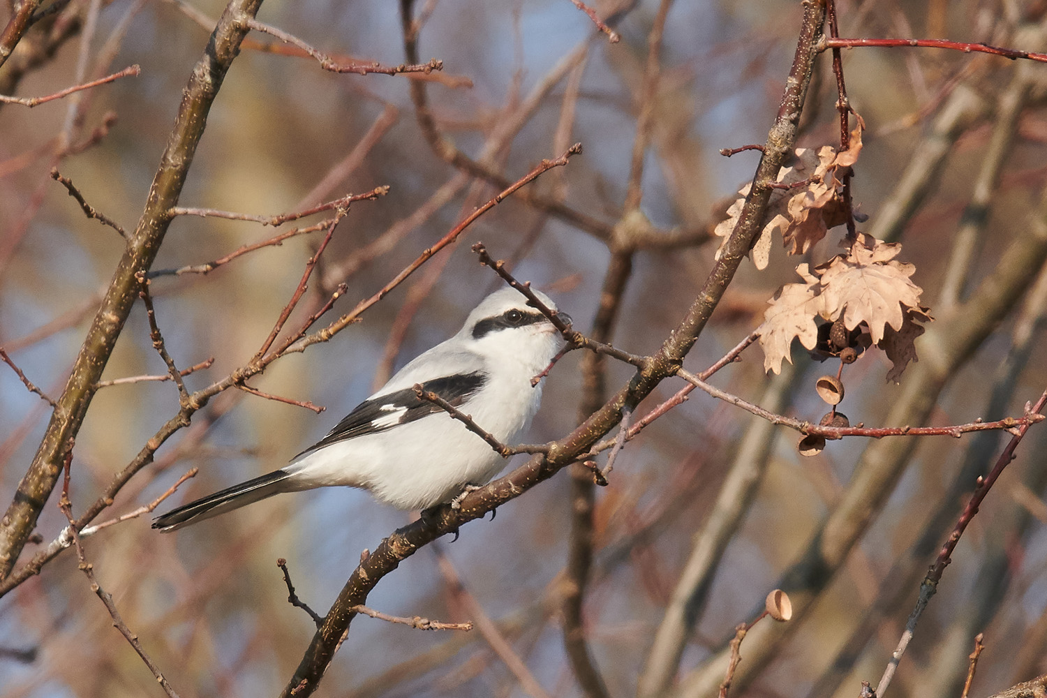 RAUBWÜRGER - GREAT GREY SHRIKE