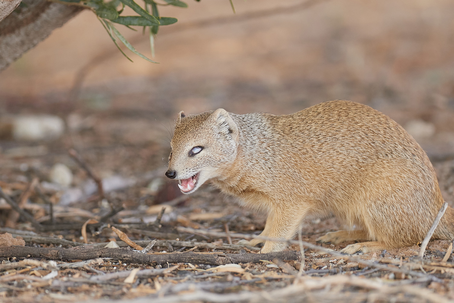 FUCHSMANGUSTE – YELLOW MONGOOSE