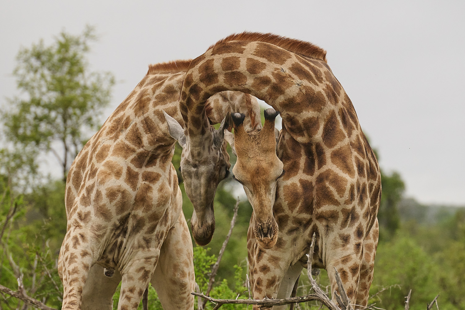 GIRAFFE