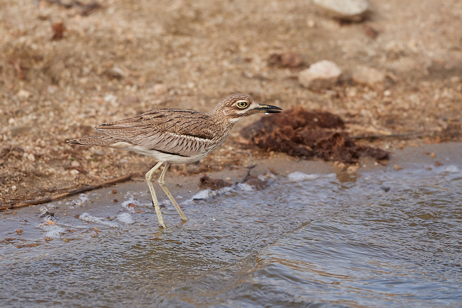 WASSERTRIEL - WATER THICK-KNEE