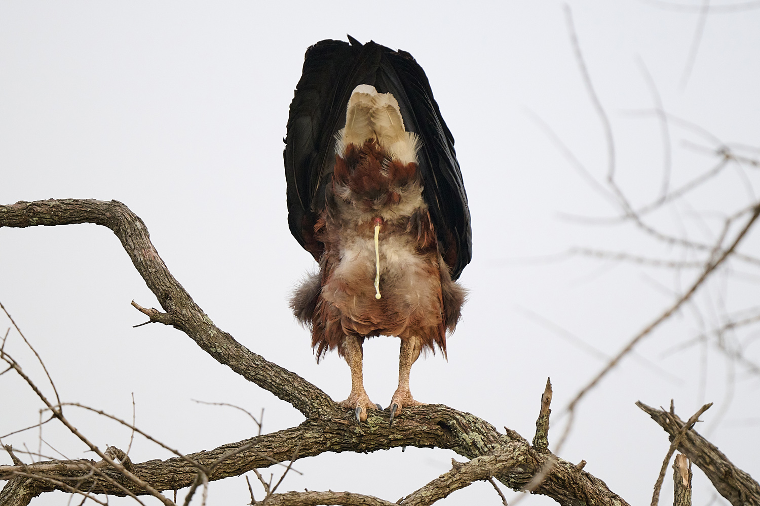 SCHREISEEADLER - AFRICAN FISH EAGLE