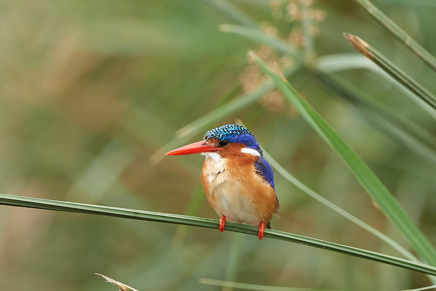 MALACHITEISVOGEL - MALACHITE KINGFISHER