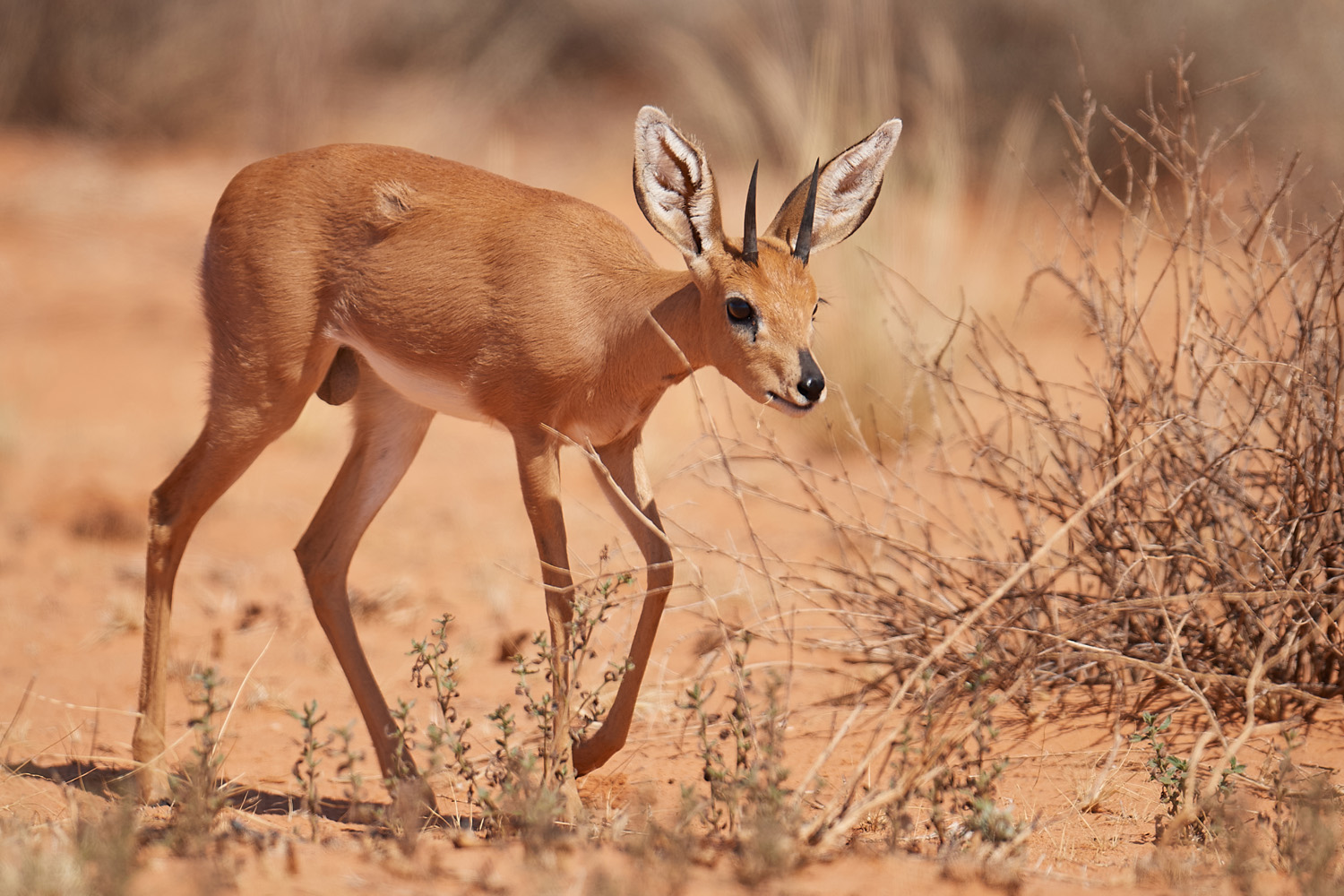 STEINBÖCKCHEN – STEENBOK