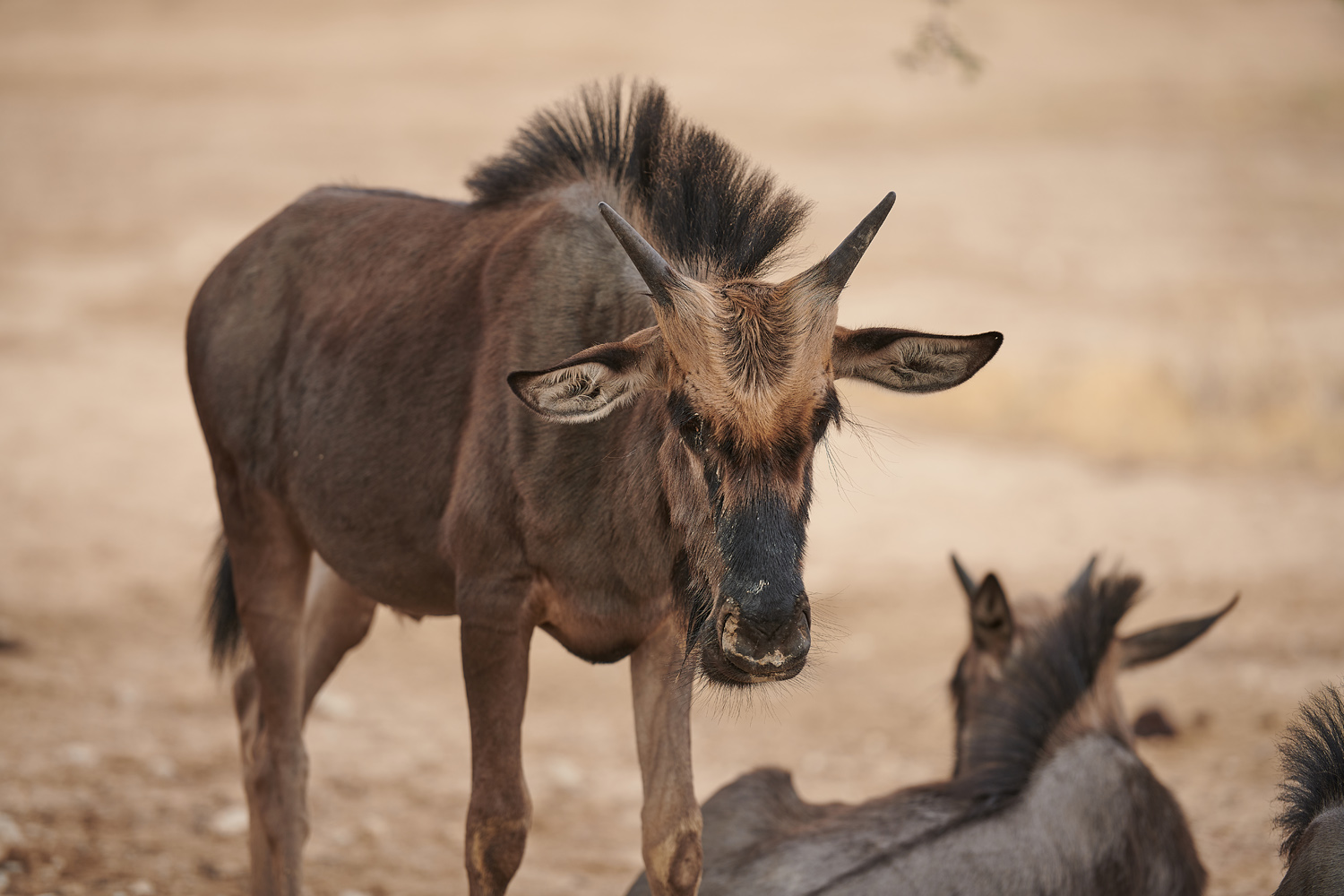 GNU – WILDEBEEST